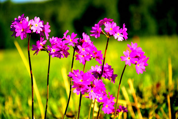 flower, nature, flowers, summer, garden, field, spring, green, plant, pink, meadow, blossom,