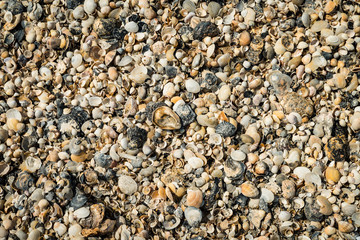 Pebbles and shells on the beach
