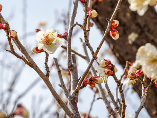 白い梅の花