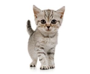 Fototapeta na wymiar Little grey kitten walks on white background