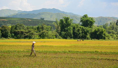 Fototapeta na wymiar Farmers harvesting rice on the field
