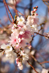 Fototapeta premium Winter-flowering cherry blossom n Kenrokuen Park at Kanasawa, Japan.