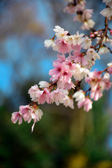 Obraz premium Winter-flowering cherry blossom n Kenrokuen Park at Kanasawa, Japan.
