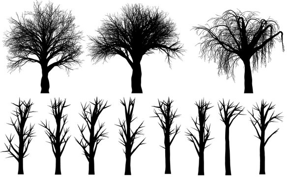 Dead tree set isolated in scary scenery  on white background. High-quality free stock image of collection silhouette dead dry trees isolated on white background. Good design elements, illustration