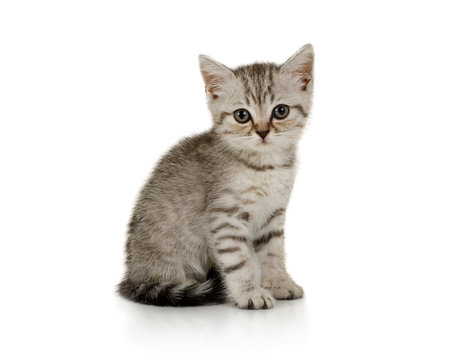 Nice little grey kitten sitting on white background