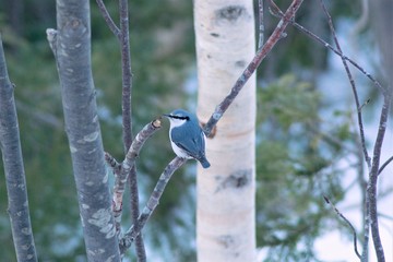 blue nuthatch bird on a branch 3