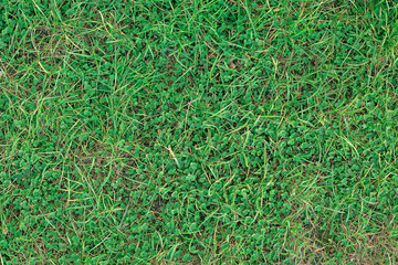 Grass with clover texture