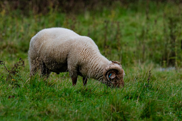 Horned Portland Sheep grazing