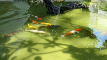 koi fish in the pond