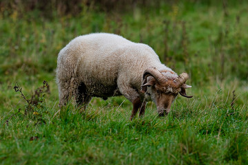 Horned Portland Sheep grazing