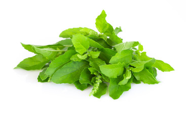Closeup basil leaf in pot, herb and health care concept, selective focus