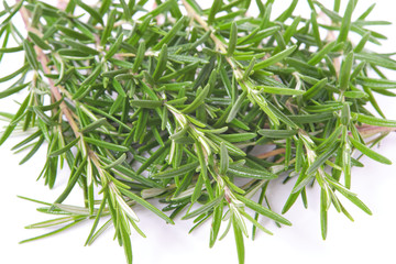 rosemary on white background