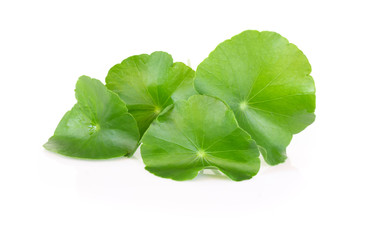 Closeup leaf of Gotu kola, Asiatic pennywort, Indian pennywort on white background, herb and...
