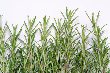 Obraz premium rosemary on white background