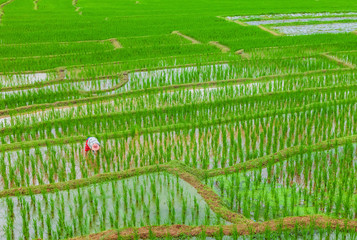 View of Green Terraced Rice Field in Mae Klang Luang , Mae Chaem, Chiang Mai, Thailand