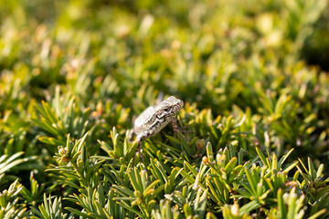 close-up of a lizard on the grass