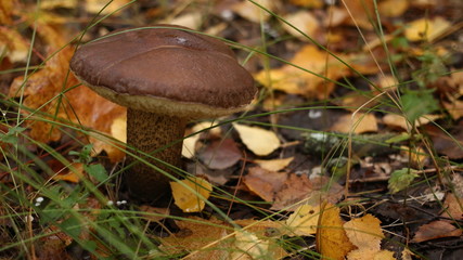Грибы в осеннем лесу за городом