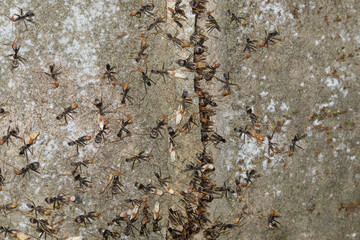 Spider ants migrating to high ground ahead of heavy rain near Kuranda in Tropical North Queensland, Australia