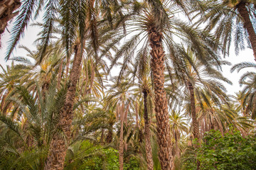 Fototapeta na wymiar Green plants of oasis in Sahara desert in Tunisia. Horizontal color photography.