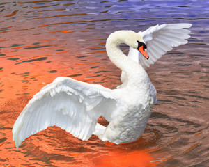 Mute Swan on the Water with Wings Spread