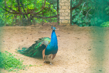 Beautiful male peacock bird in zoo. Horizontal color pghotography.