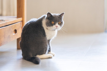 Naklejka premium Cute British shorthair cat, indoor shot