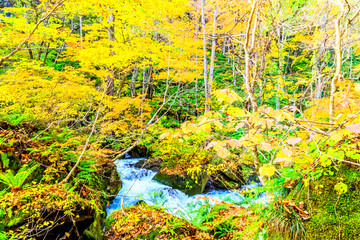 Oirase Stream in autumn at Towada Hachimantai National Park in Aomori, Tohoku, Japan