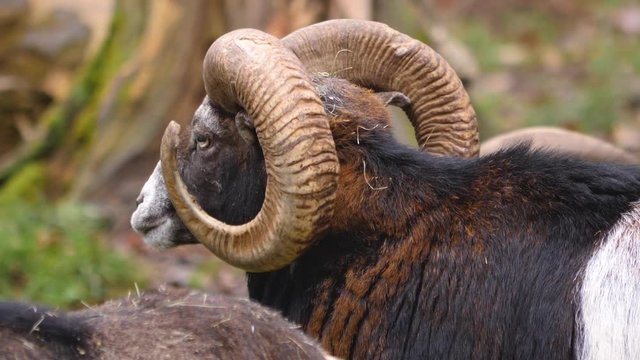 Close up of mouflon head from the side turning to the back and than to the front.