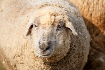羊のポートレート