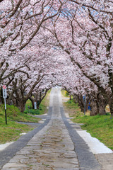 Fototapeta na wymiar 桜のアーチ　春イメージ