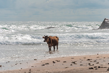 Galle, Sri lanka  - Sept 2015: Brown cow with twisted horns,  walking through shallow water at a beach