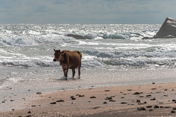 Galle, Sri lanka  - Sept 2015: Brown cow with twisted horns,  walking through shallow water at a beach