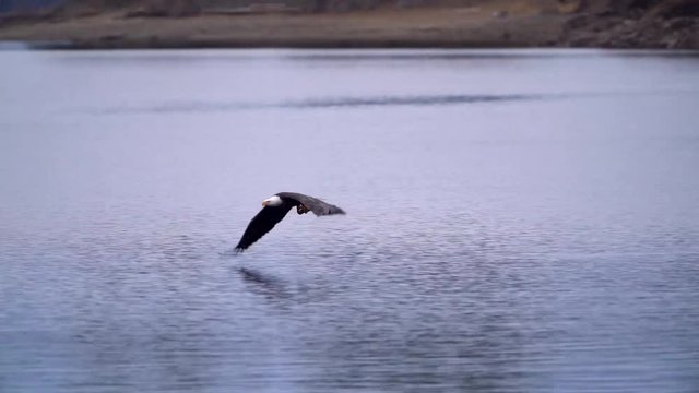 Normal speed video of a bald eagle catching a spawning Kokanee salmon in Coeur d'Alene Lake in North Idaho.