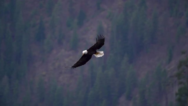 Slow motion video of a bald eagle flying over a lake searching for Kokanee Salmon to grab out of Coeur d'Alene Lake.