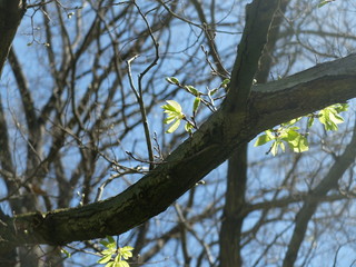 tree branches