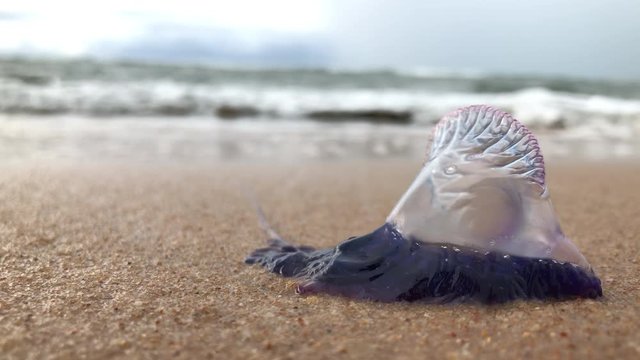 Portuguese man o' war jellyfish laying on sand with sea on background Brazil