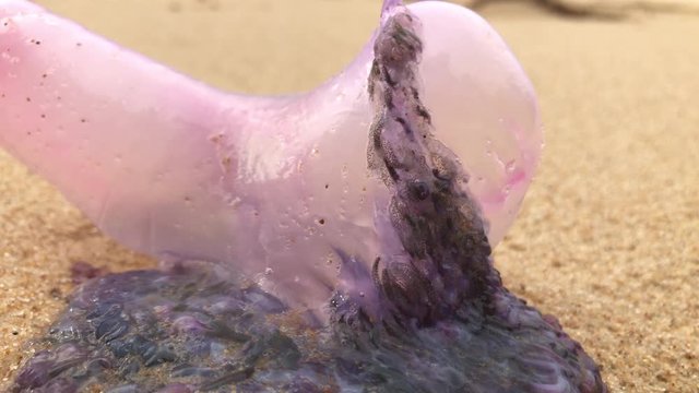 Portuguese man o' war jellyfish laying on sand closeup