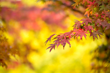 紅葉　秋イメージ