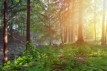 View of the beautiful forest illuminated by the rays of the sun.