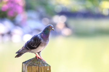 鳩のポートレート