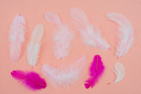 White bird feathers on an abstract pink background. Holiday valentine's day greeting card. © sandipruel
