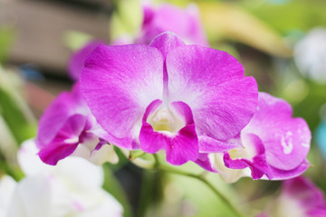 Beautiful purple orchid - phalaenopsis flower