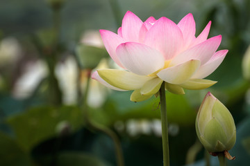 蓮の花　初夏イメージ