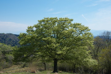 Obraz premium 大きな木