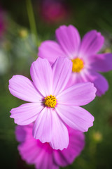 Fototapeta premium コスモス畑 秋イメージ