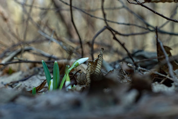 Snowdrops.