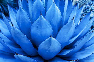 Closeup view of a blue agave plant. Trendy color 2020.