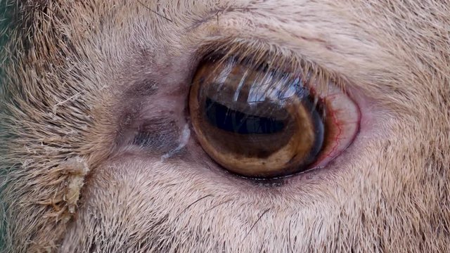 Close up of an eye of an male dam deer