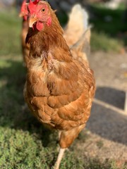 chicken on the farm