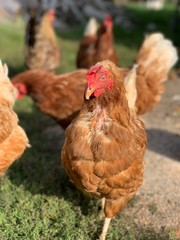 chicken on the farm